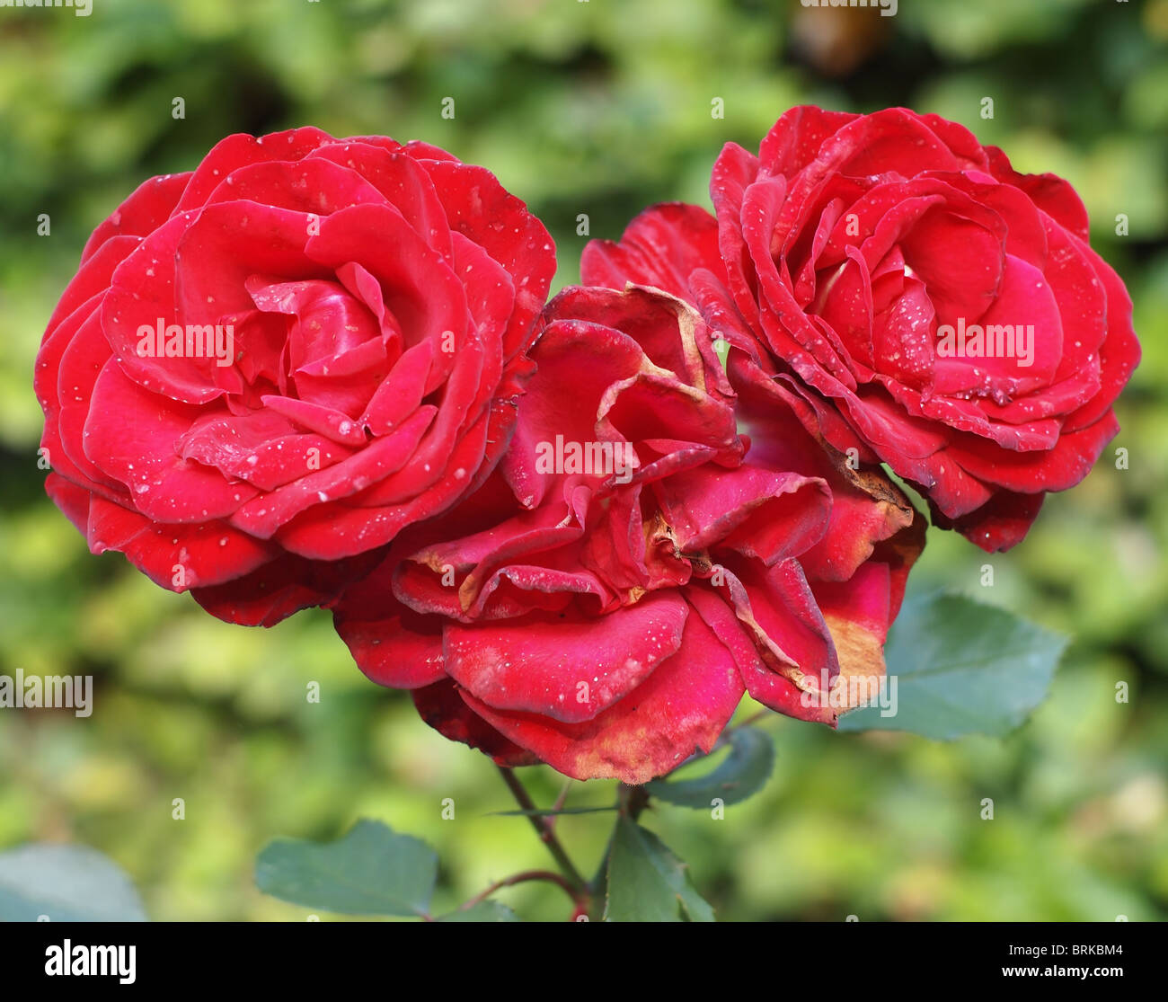 Decaded Roses Decayed roses hi-res stock photography and images - Alamy