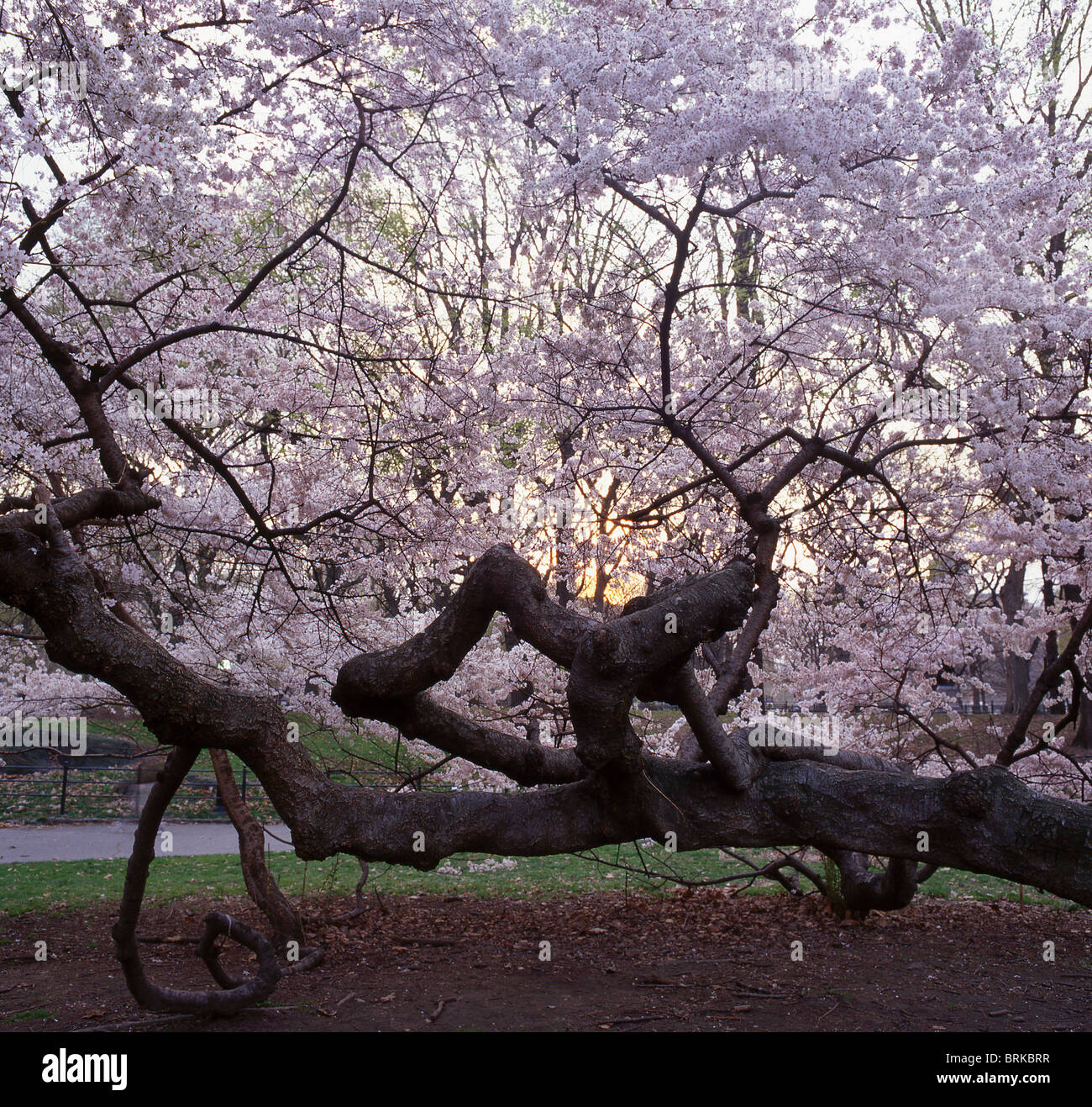 Cherry trees in the spring in Central Park Stock Photo - Alamy