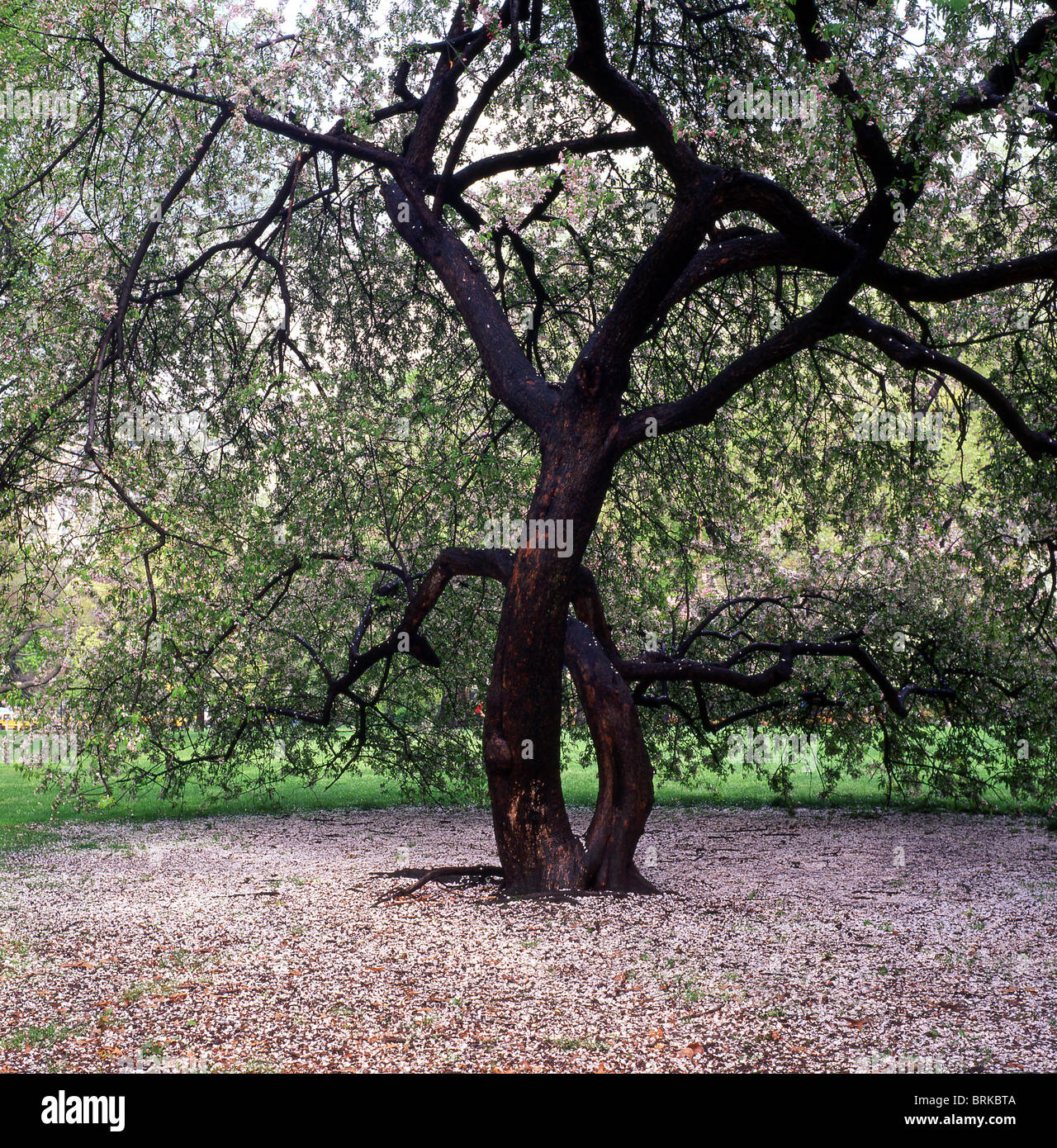 Cherry trees in the spring in Central Park Stock Photo - Alamy