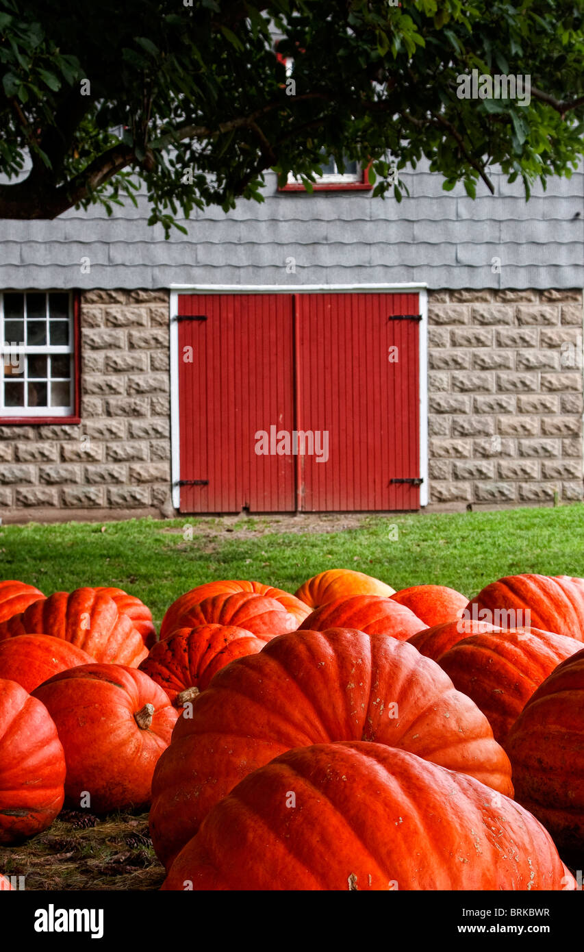 Large Pumpkins Near Tree On Rural Farm Near Old Rustic Barn Stock Photo 