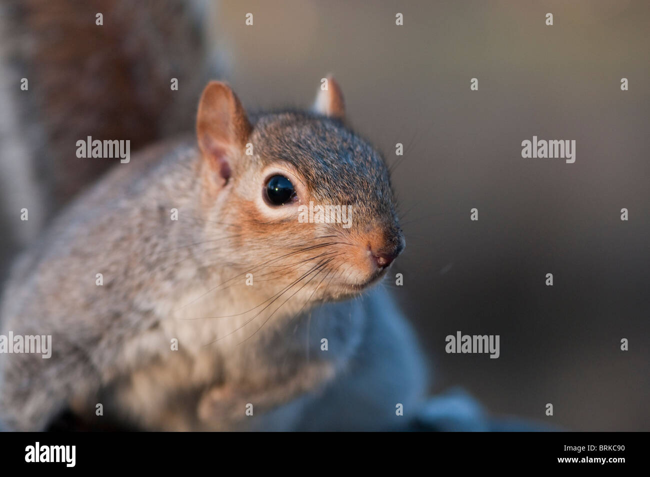 Grey / gray squirrel poised for action in St James' Park, London, UK Stock Photo