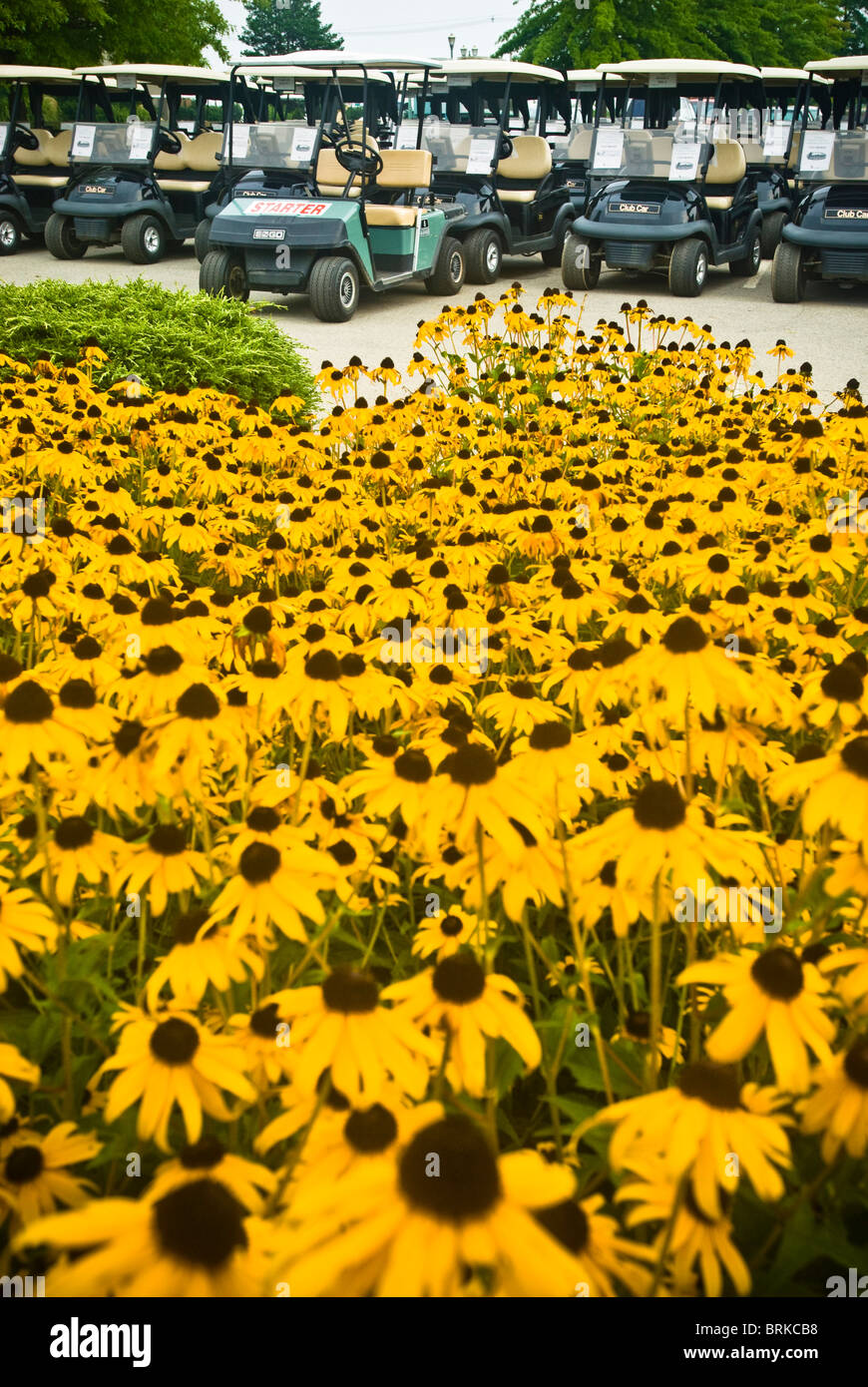 Golf carts, starter cart Stock Photo Alamy