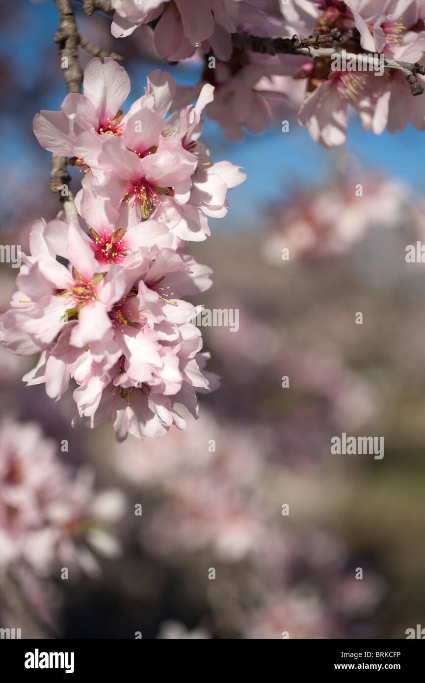 Cluster of Almond Blossom flowers with defocussed blue sky and blossom background, Castellon, Spain. Stock Photo