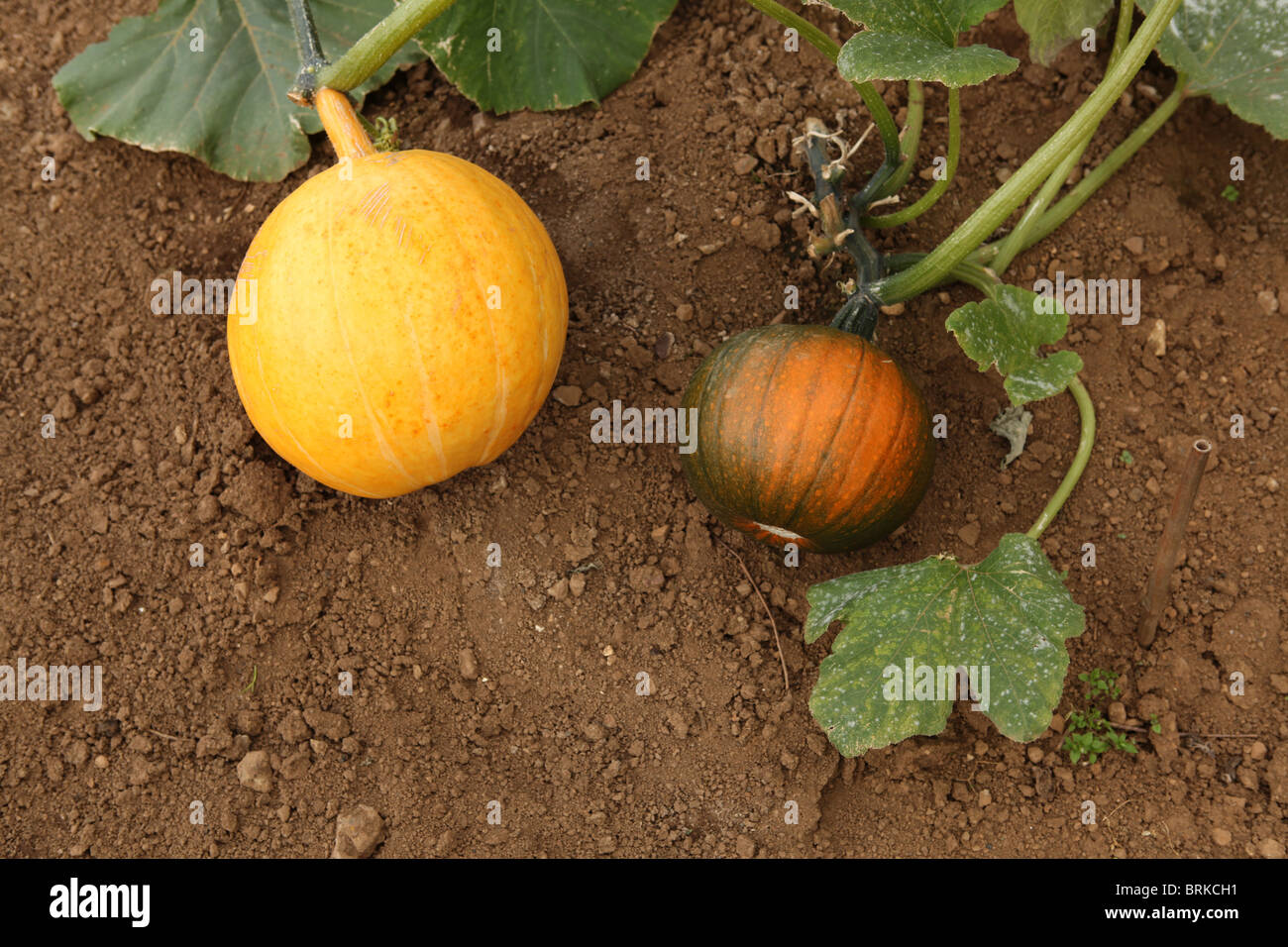 Pumpkins growing in a field, Norfolk, England Stock Photo - Alamy