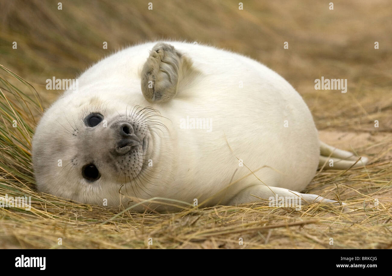 Grey seal pup, (Halichoerus grypus) waving Stock Photo Alamy