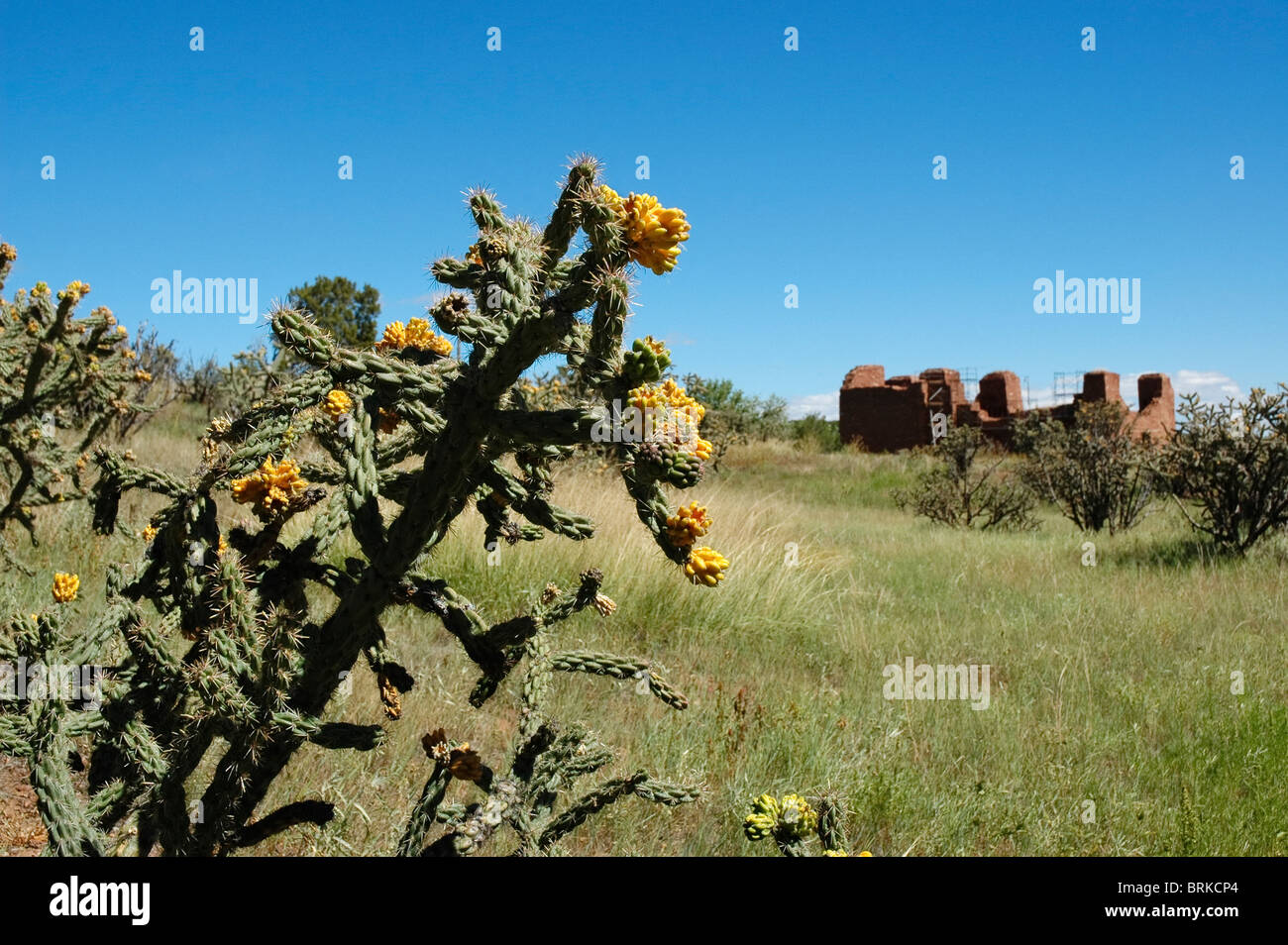 Cane cholla cactus at Quarai Pueblo at Salinas Pueblo Missions National Monument Mountainair New Mexico Opuntia spinosior Stock Photo