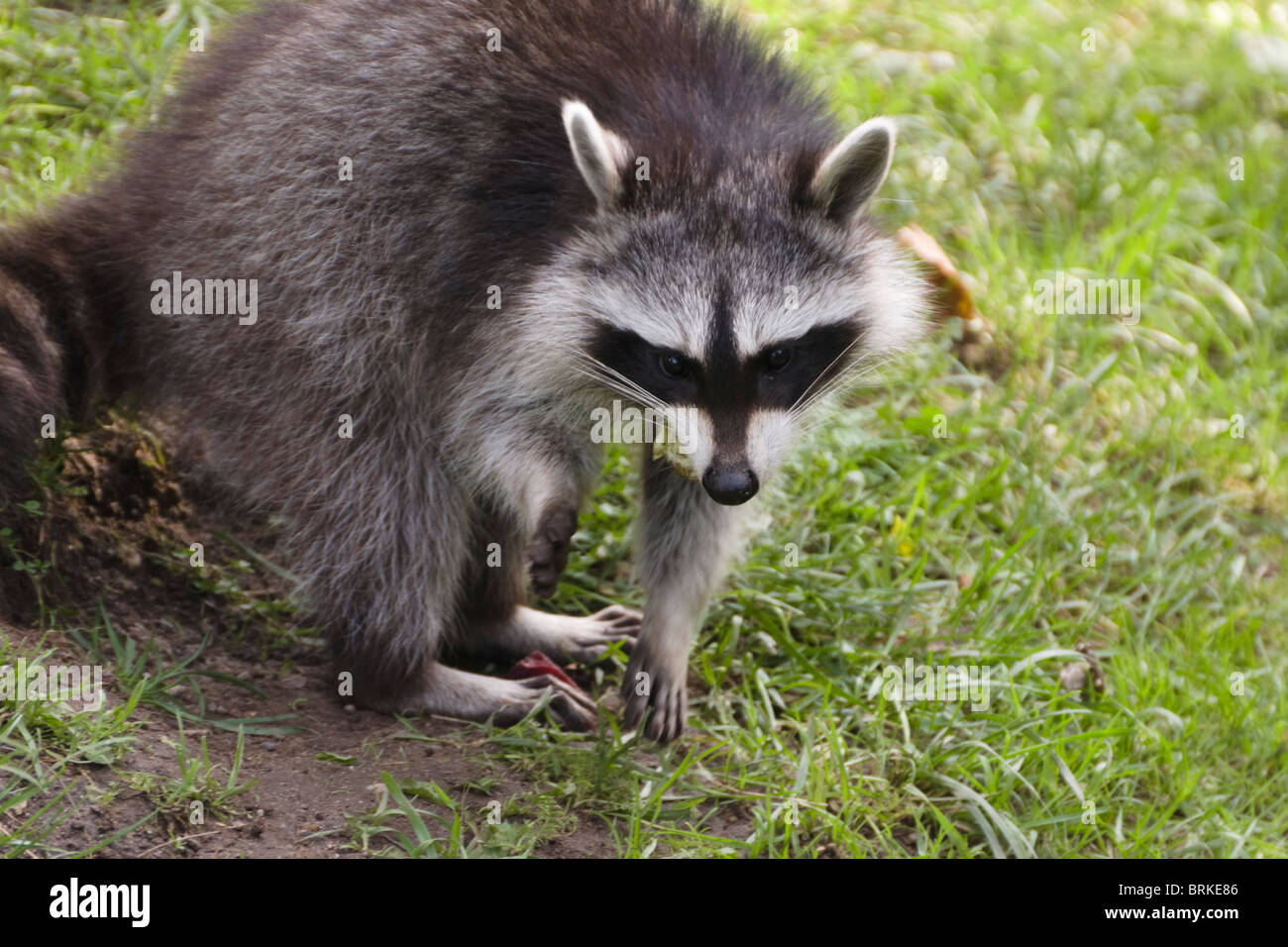 Cologne Zoo - raccoon Procyon lotor - seen as raiding food or ...