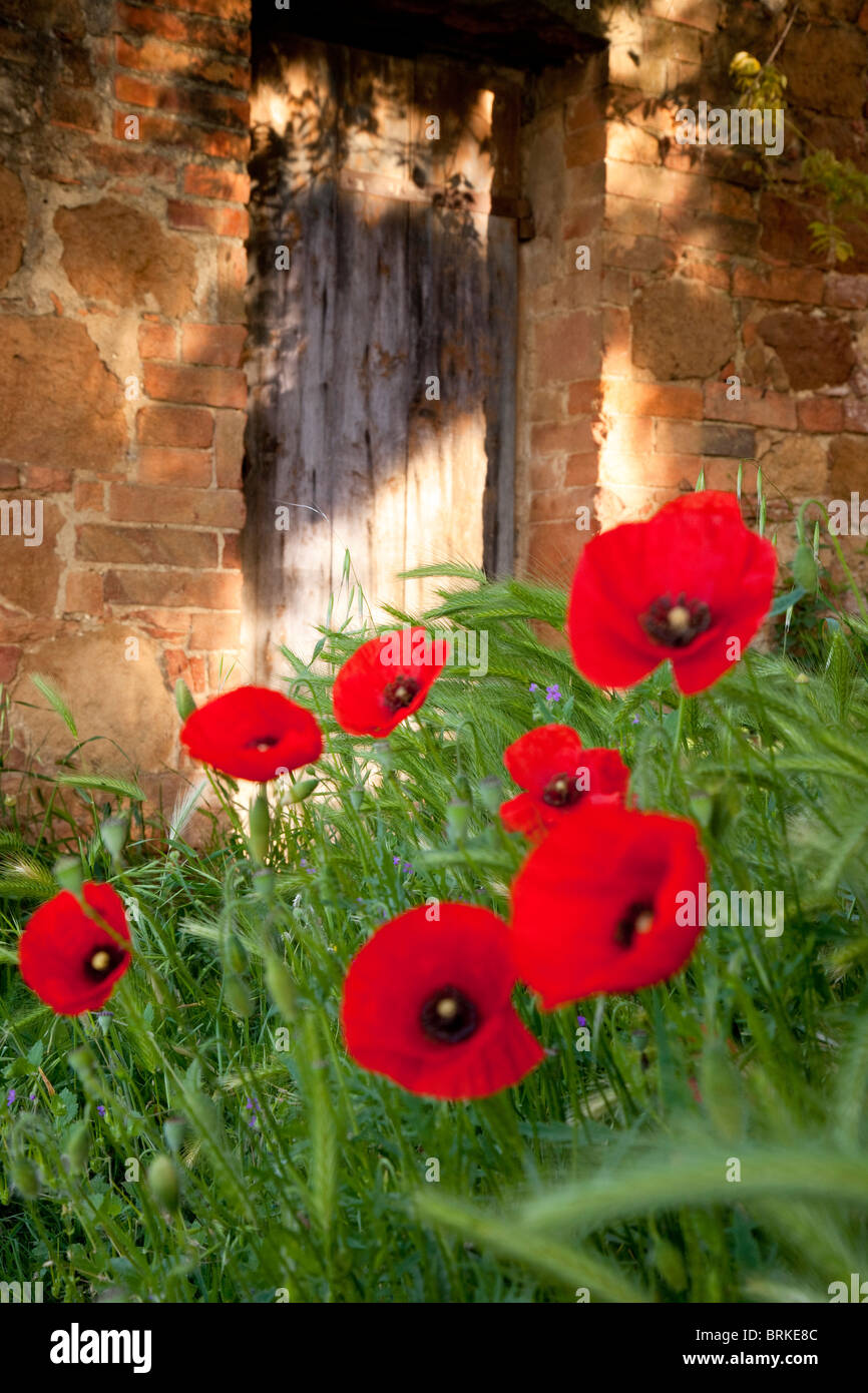 Red Poppies growing adjacent to an ancient doorway under the medieval town of Pienza, Tuscany Italy Stock Photo
