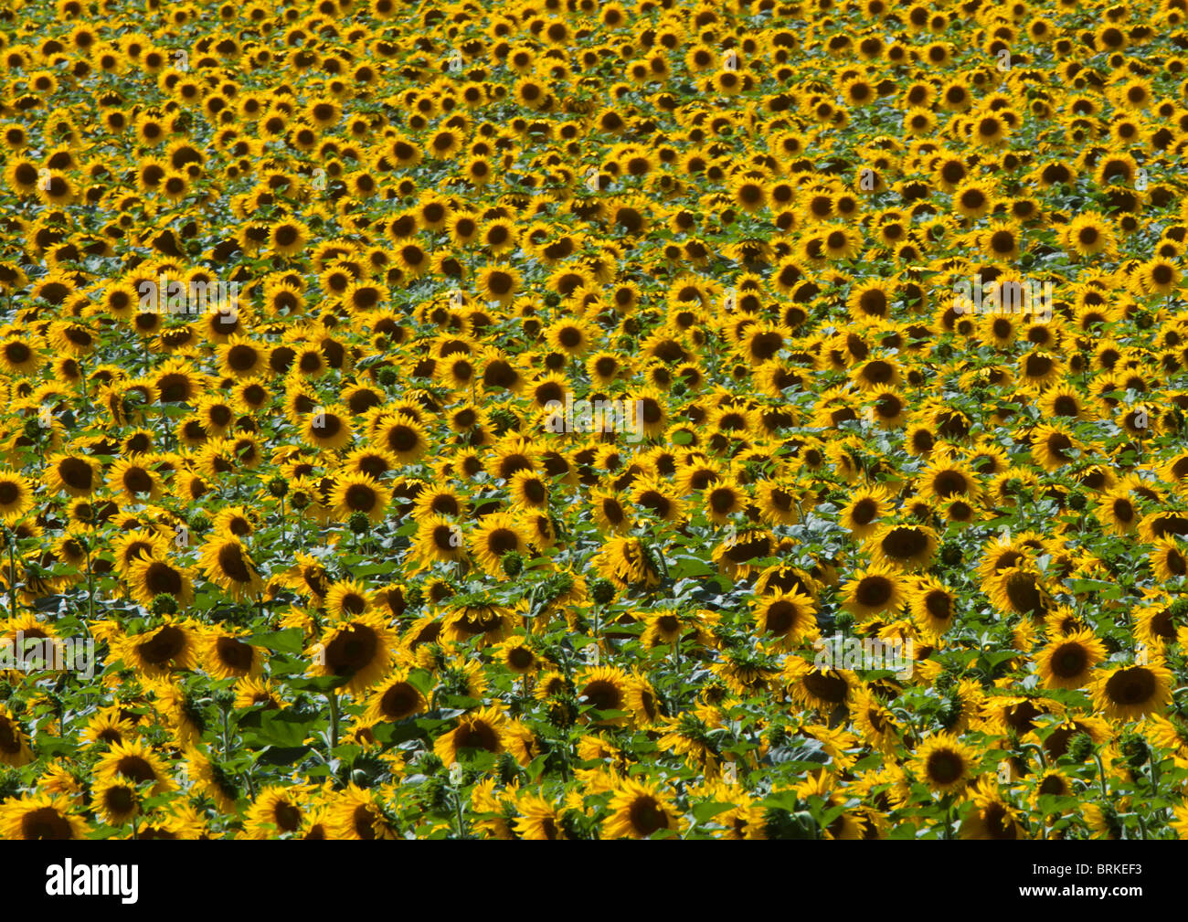 A Field of sunflowers in France Stock Photo