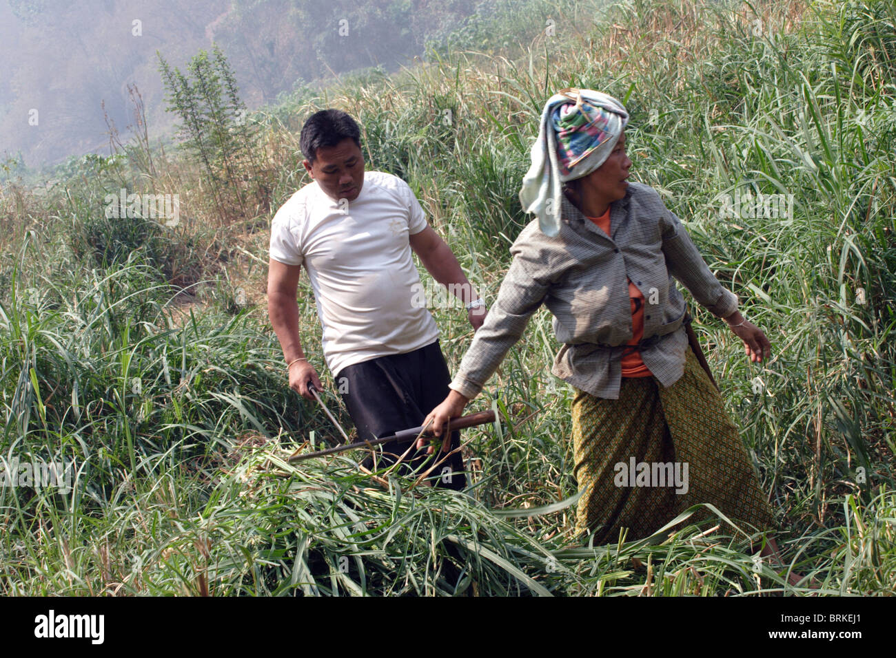Two farmers, a man and a woman, are working in a tall and thick green grass field in Sappong (Pang Ma Pha) Northern Thailand. Stock Photo