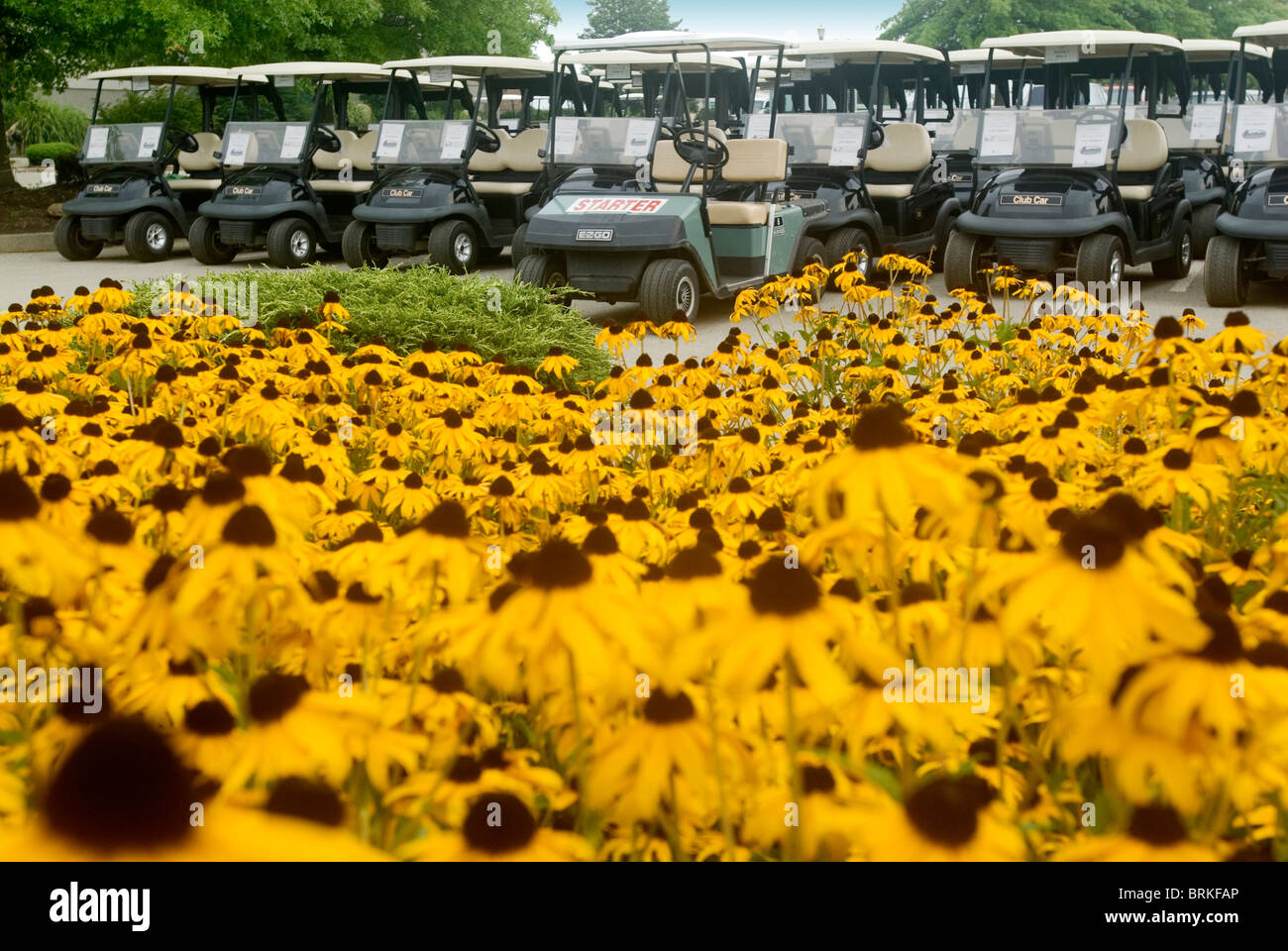 Golf carts, starter cart Stock Photo Alamy