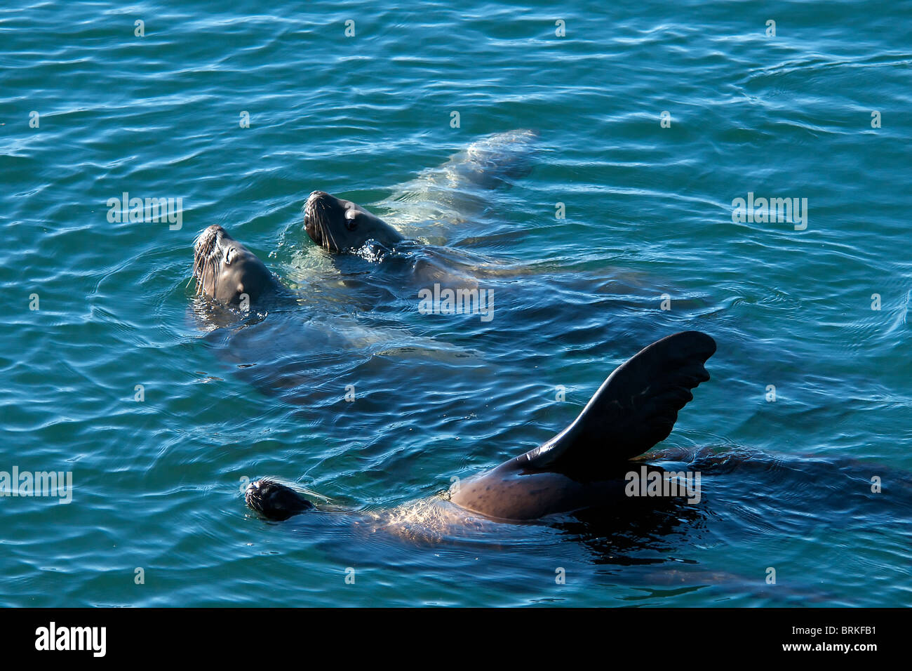 Three Steller sea lions swimming Inside Passage Alaska USA Stock Photo