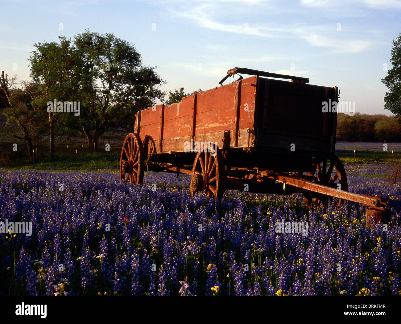 Hill country near Austin Texas with Wagon in field of Blue Stock Photo Alamy