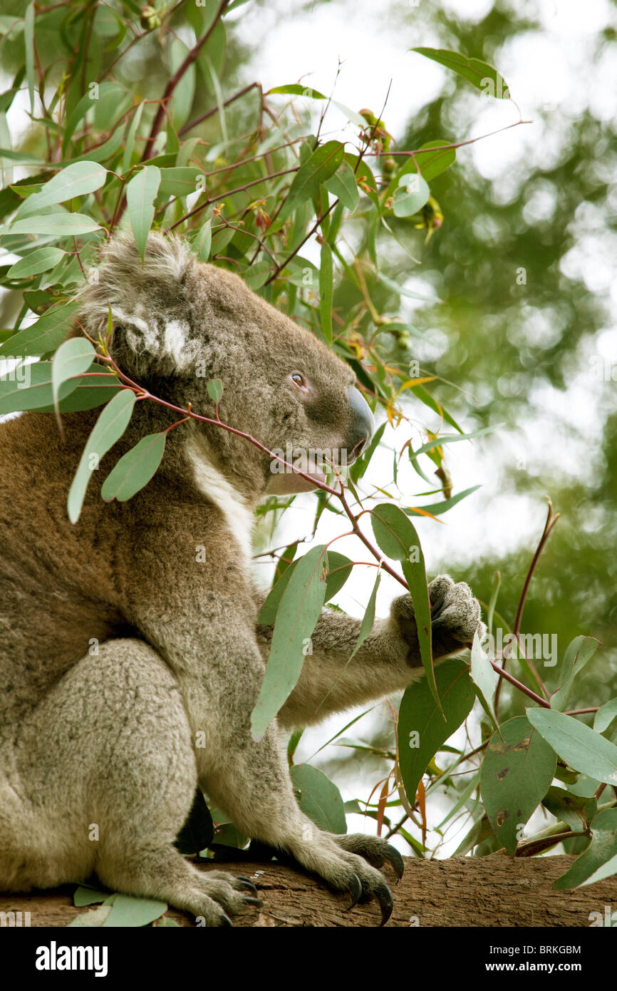 Australia koala bear eating eucalyptus leaves in Victoria Australia, a true Australian! Stock Photo