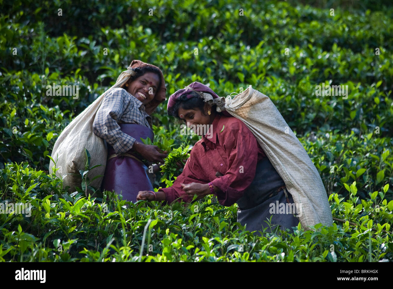 Tea pickers in the Nuwara Eliya region of Sri Lanka, otherwise known as 'Hill Tea Country' Stock Photo