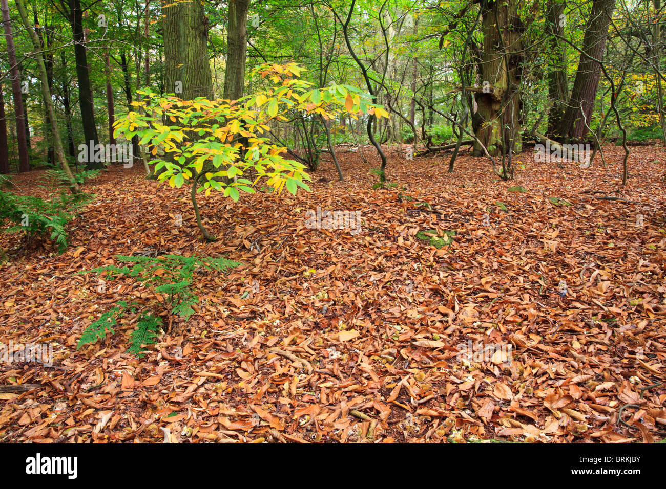 Autumn scene of fallen leaves in a wooded glen in Alderley Edge Cheshire Stock Photo