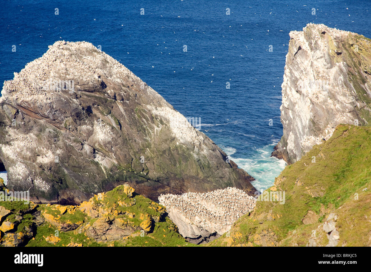 Gannet colony on sea stacks,Hermaness, Unst, Shetland Islands Stock ...