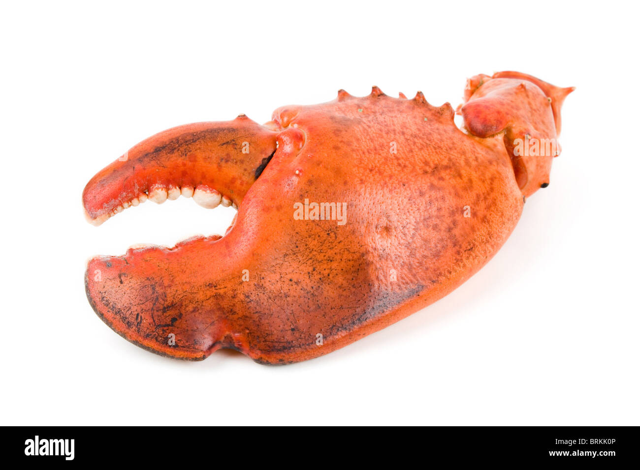 Lobster claw with white background Stock Photo - Alamy