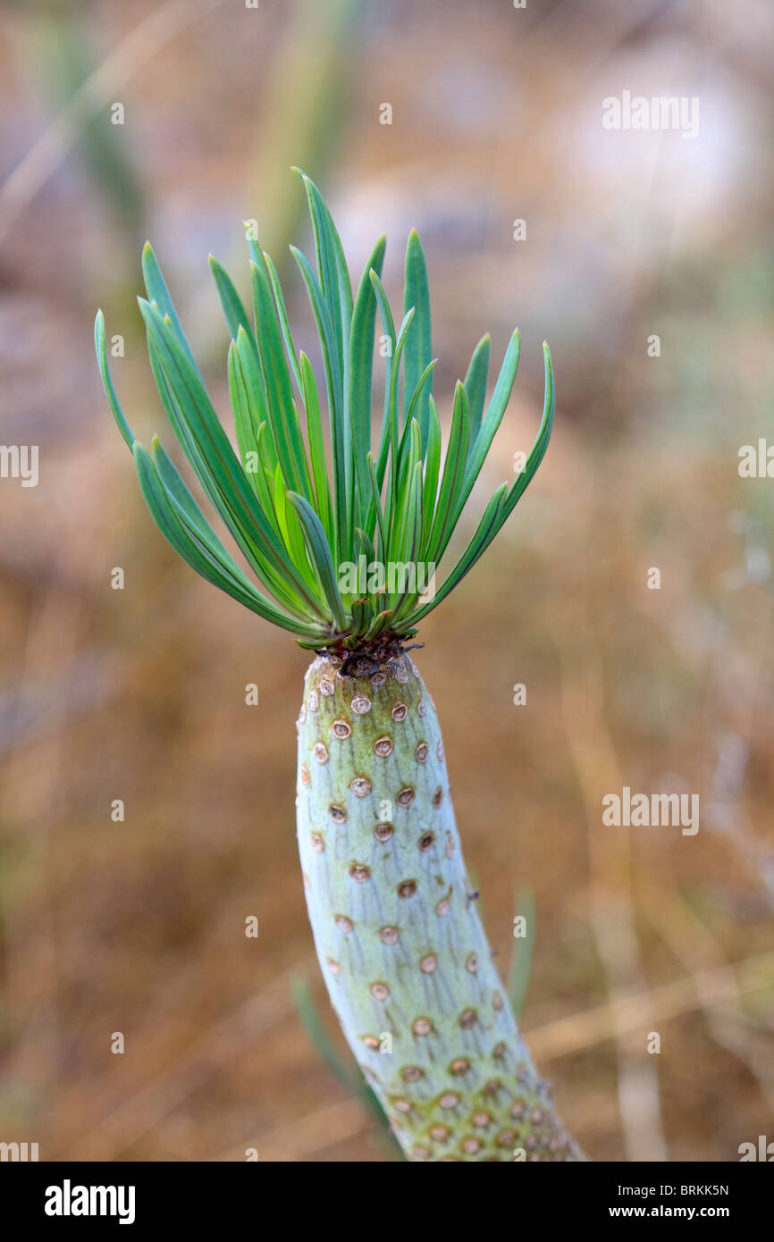 Senecio kleinia or Canary Islands candle plant Stock Photo - Alamy