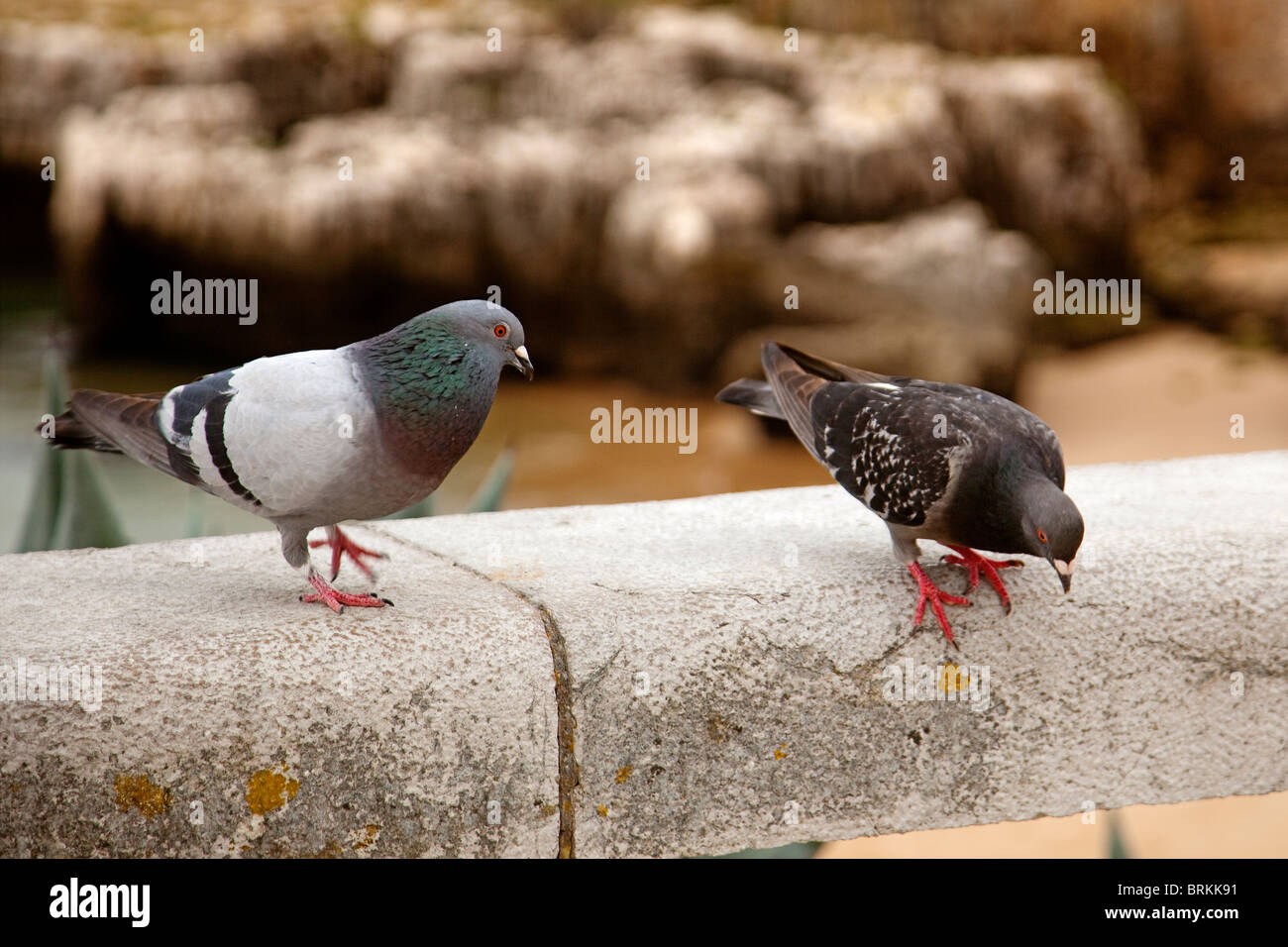 Palomas pigeons Stock Photo