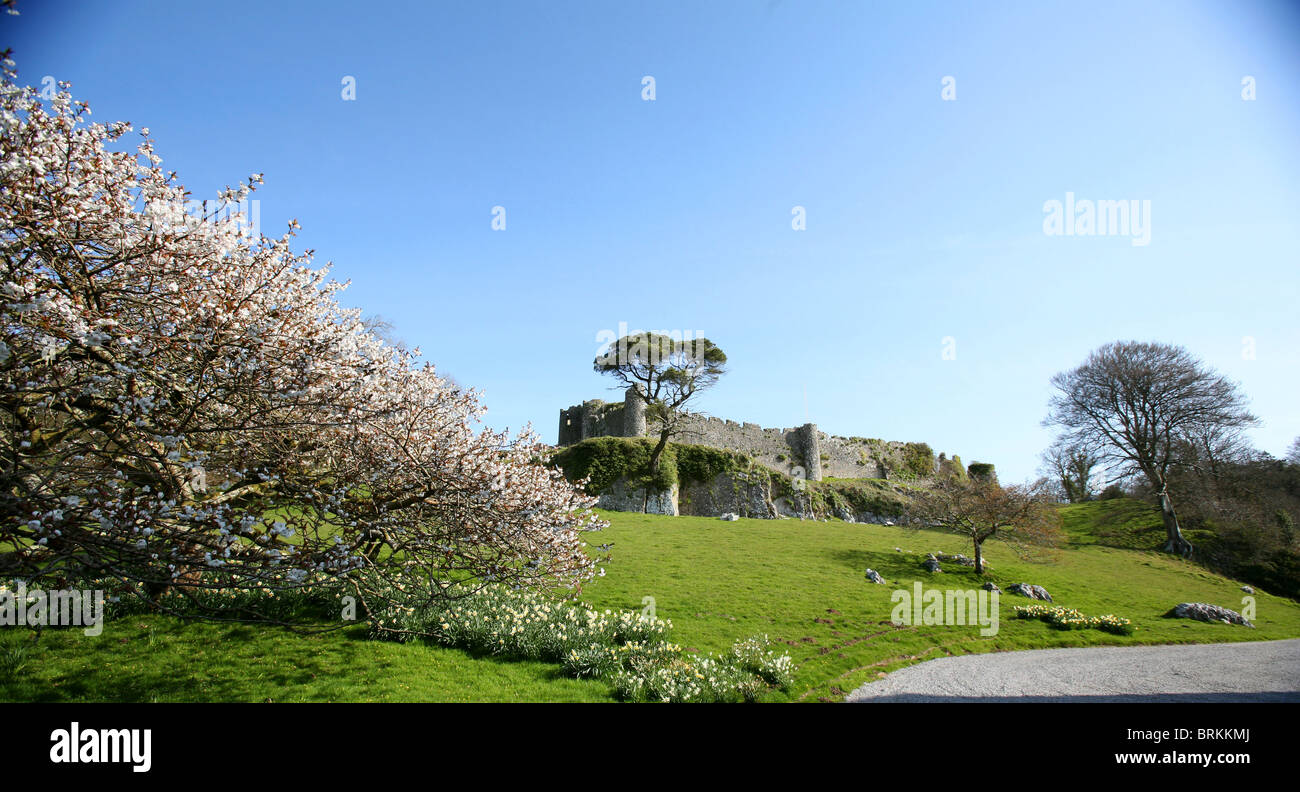 Cherry blossom and pine at Penrice estate Gower Peninsula Wales UK with thirteenth century Penrice Castle in the background Stock Photo