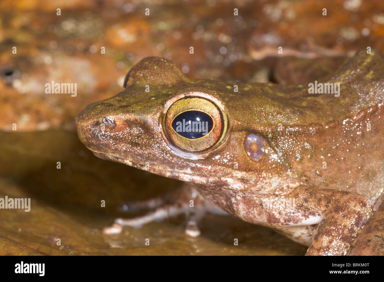 Torrent Frog, Meristogenys sp Stock Photo Alamy