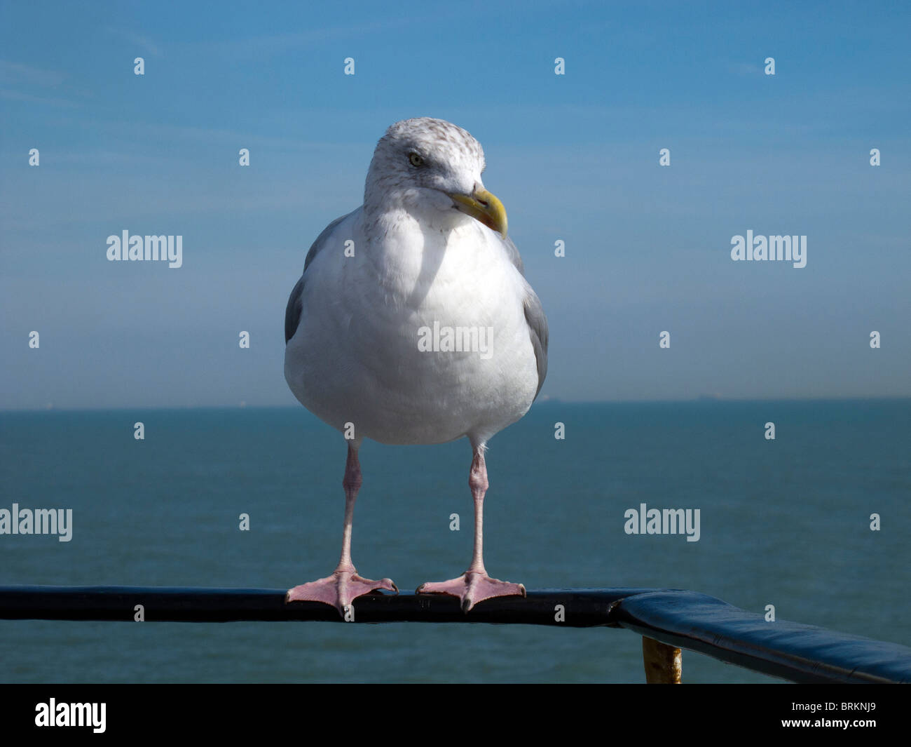 A seagull hitches a ride on the handrail of a cross channel ferry Stock Photo