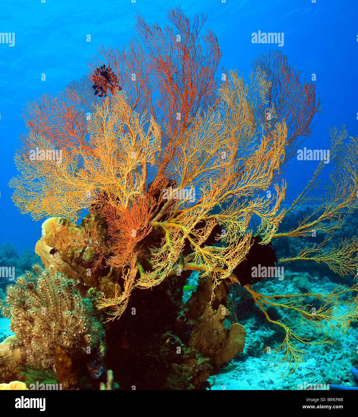 Large gorgonian sea fan in Bali Indonesia Stock Photo