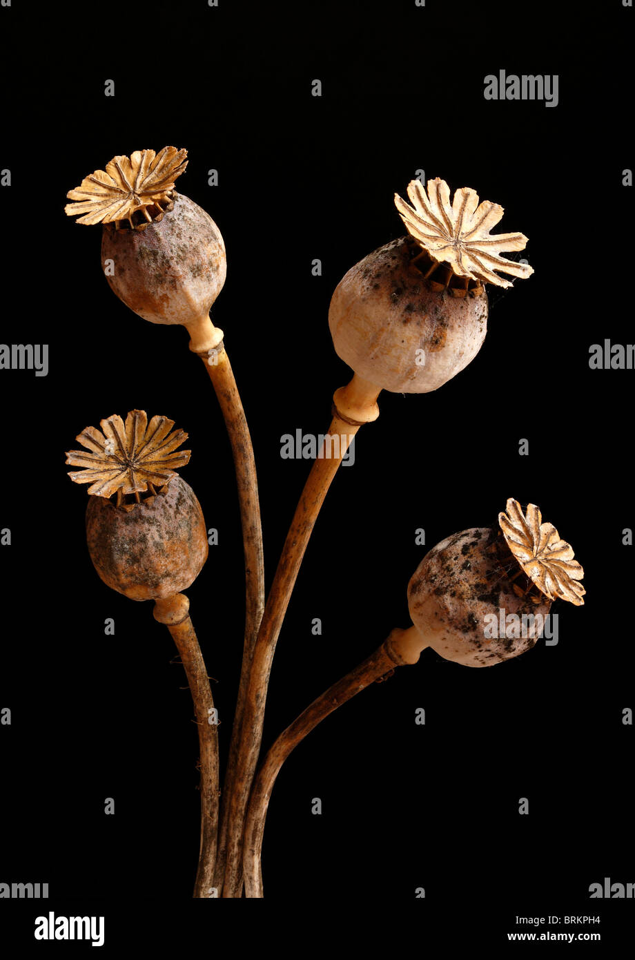 Arrangement of four old dried poppy seed heads with mildew spots against a dark black background Stock Photo