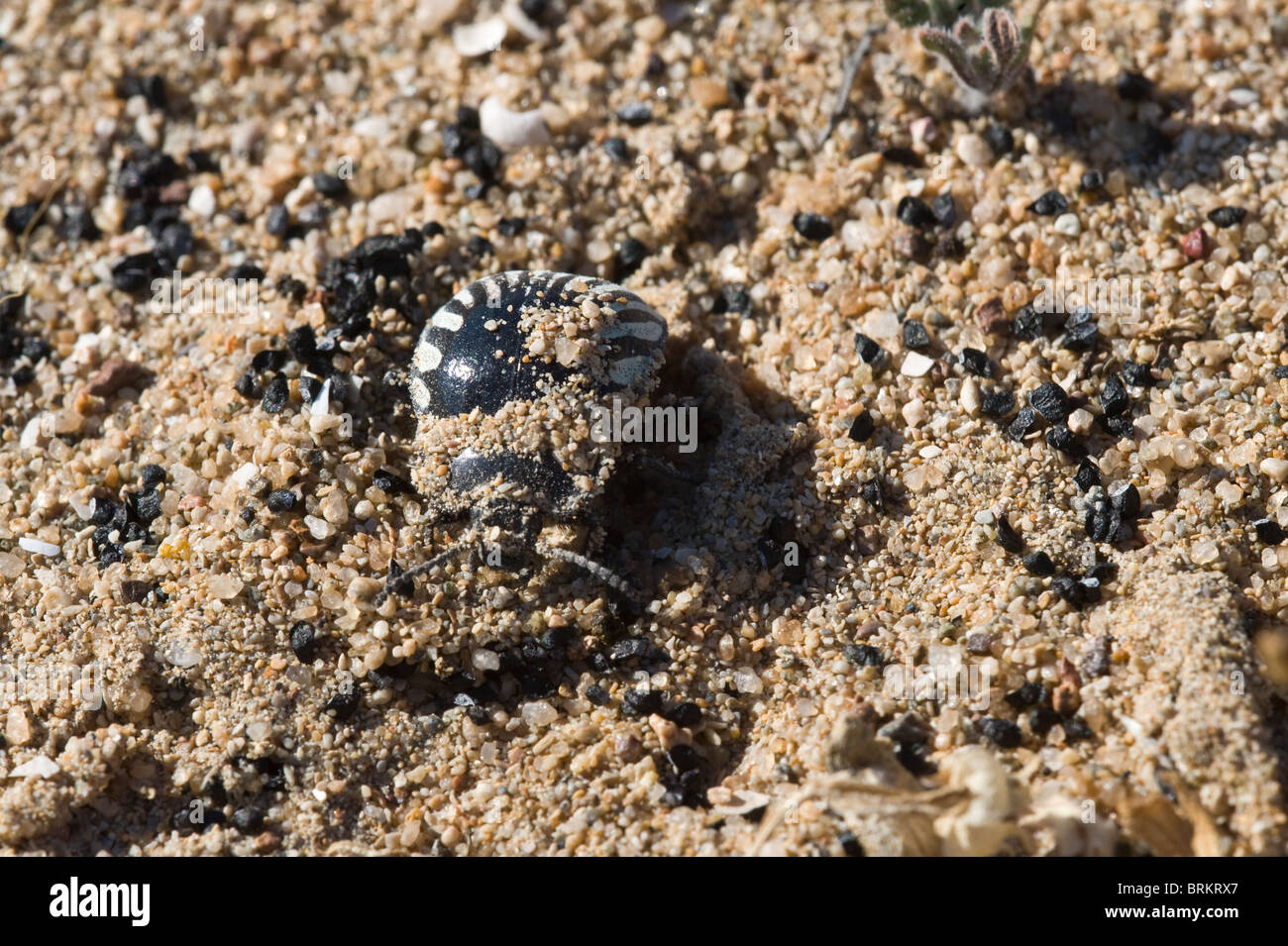 Burrow burrowing ground protection night hi-res stock photography and ...