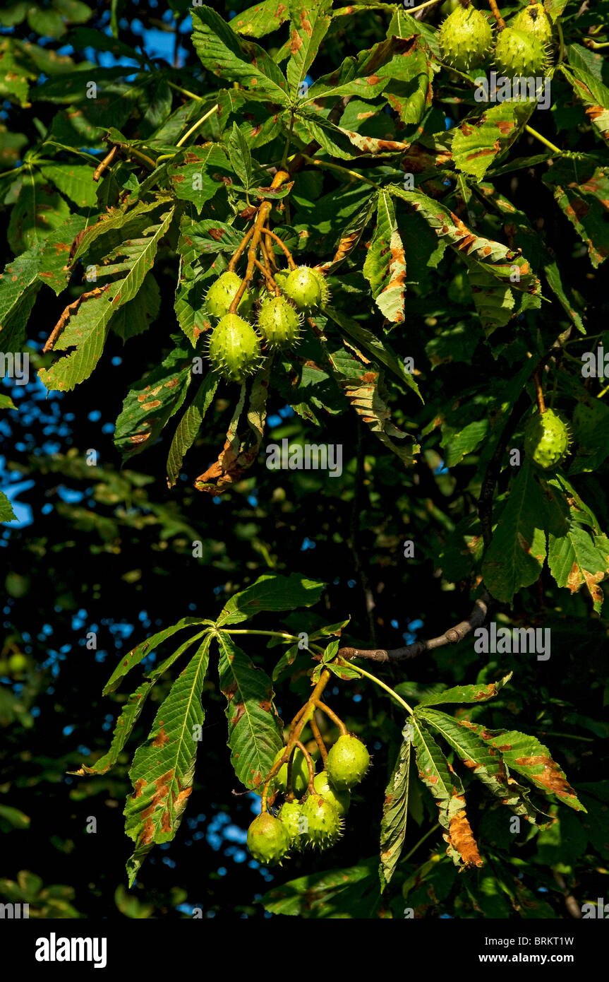 Close up of conkers conker growing on horse chestnut tree trees