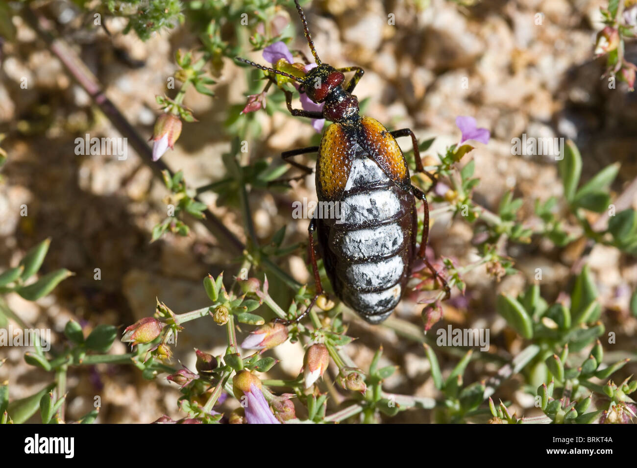Blister Beetle (Pseudomeloe sanguinolentus) adult male, feeding on Hualputilla (Fagonia chilensis) flower petals Pan de Azucar Stock Photo