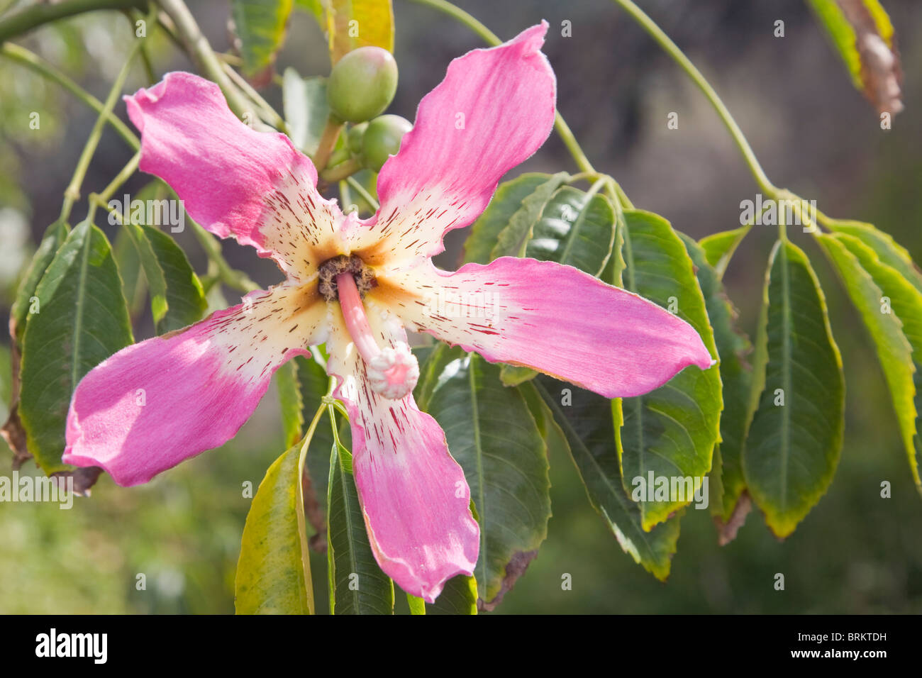 Flower of the silk floss or kapok tree Chorisia speciosa Stock Photo