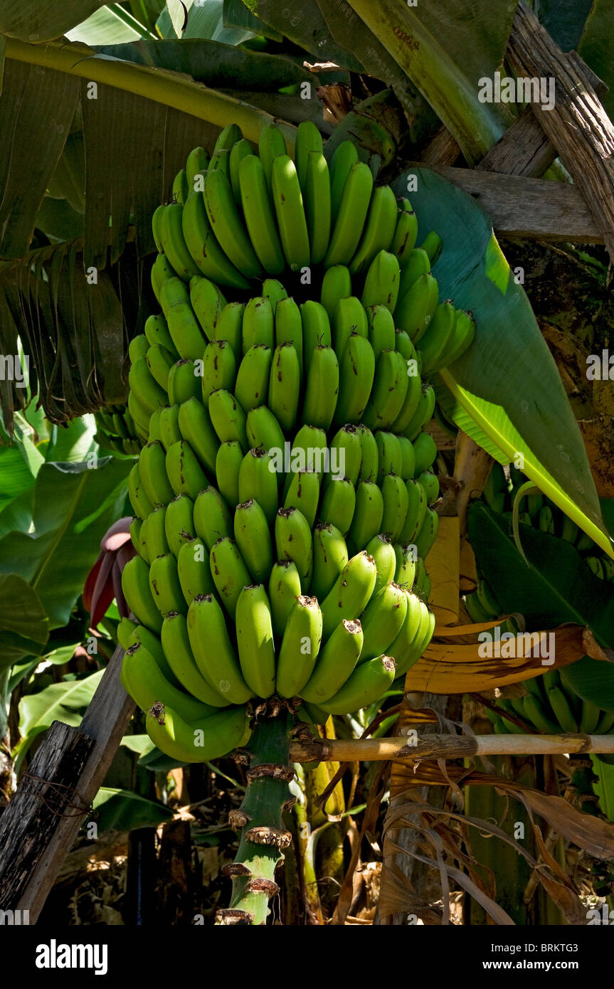 Close up of green bananas growing on banana tree Madeira Portugal EU Europe Stock Photo Alamy