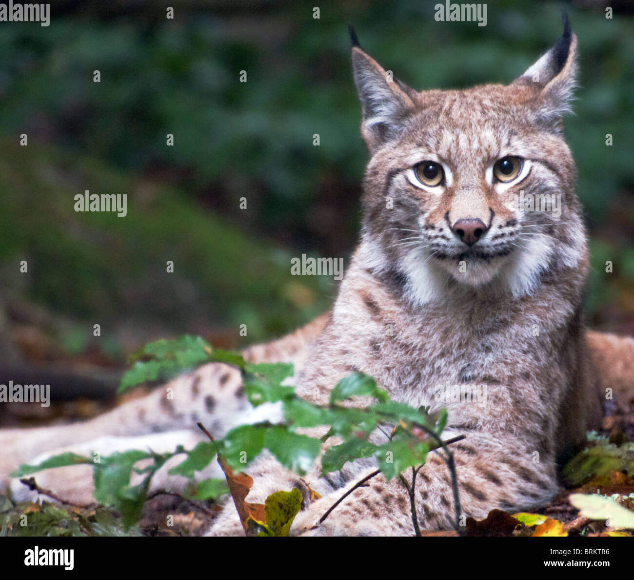 Lynx looking into the camera hi-res stock photography and images - Alamy