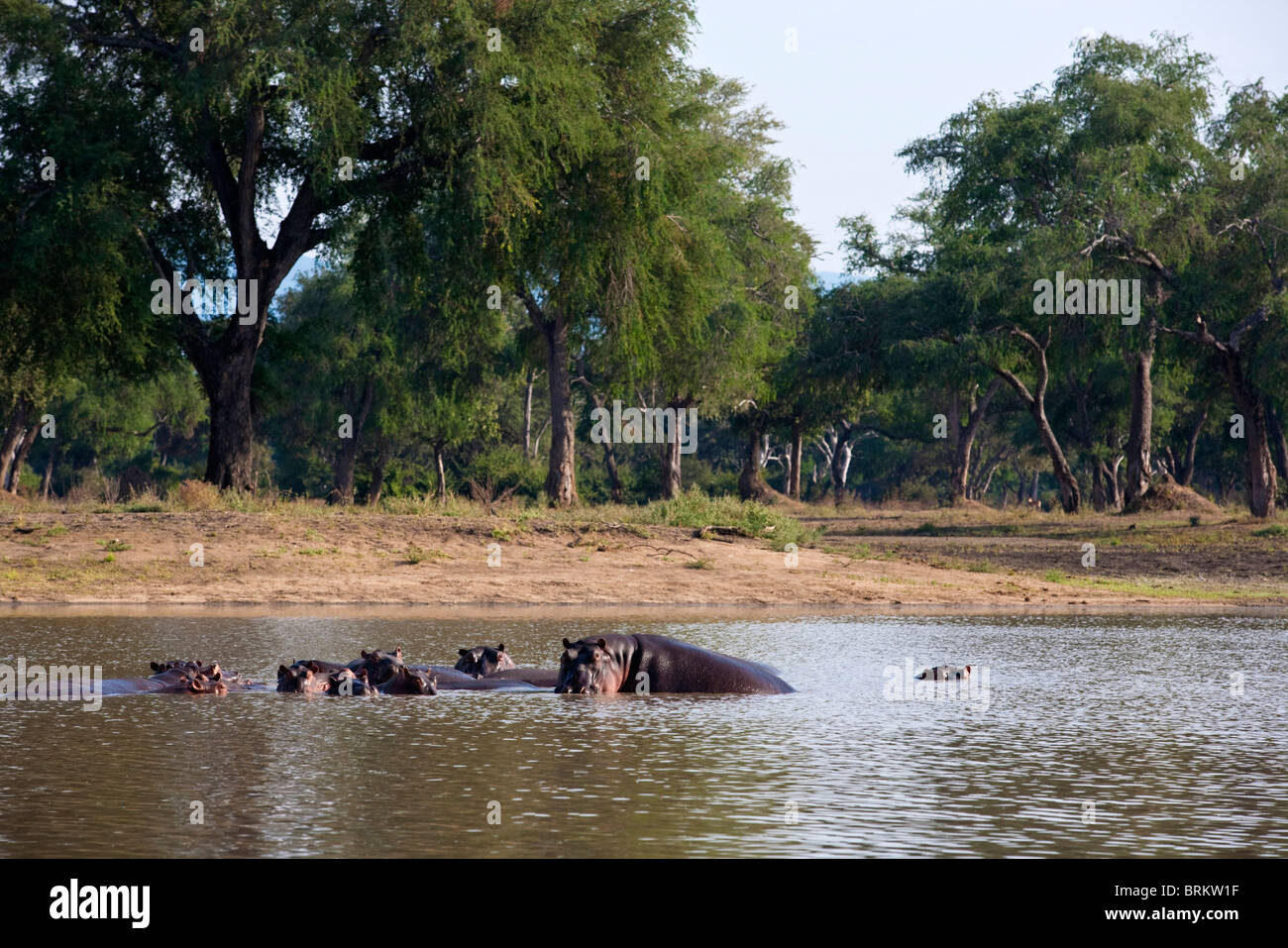A pod of Hippopotamus in long pools at Mana pools viewed against a Feidherbia woodland Stock Photo