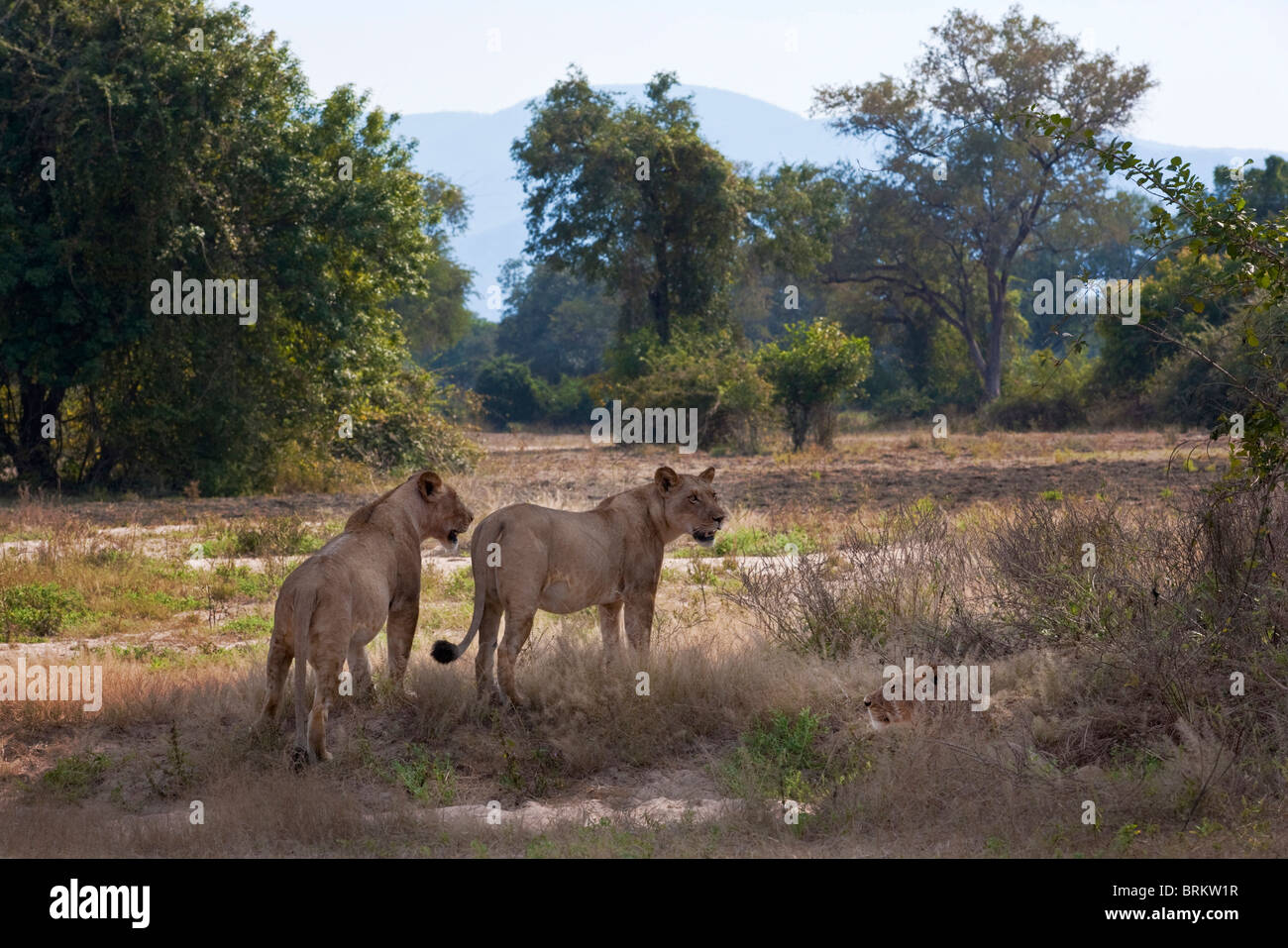 Scenic view of two lions with one barely visible in an open savanna Stock Photo