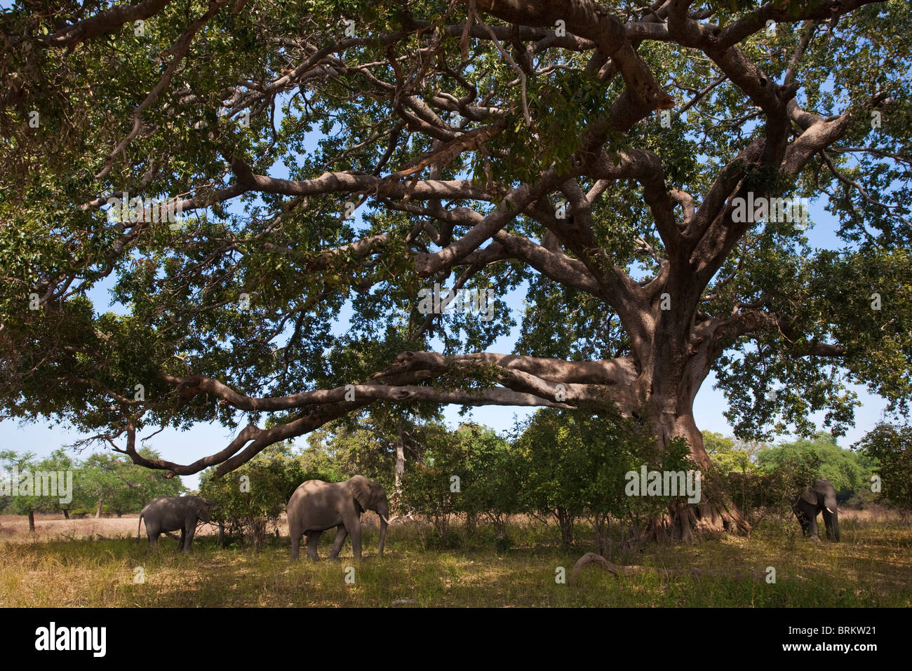 An elephant herd standing in the shade of a large fig tree feeding on fruit which has dropped on the ground Stock Photo