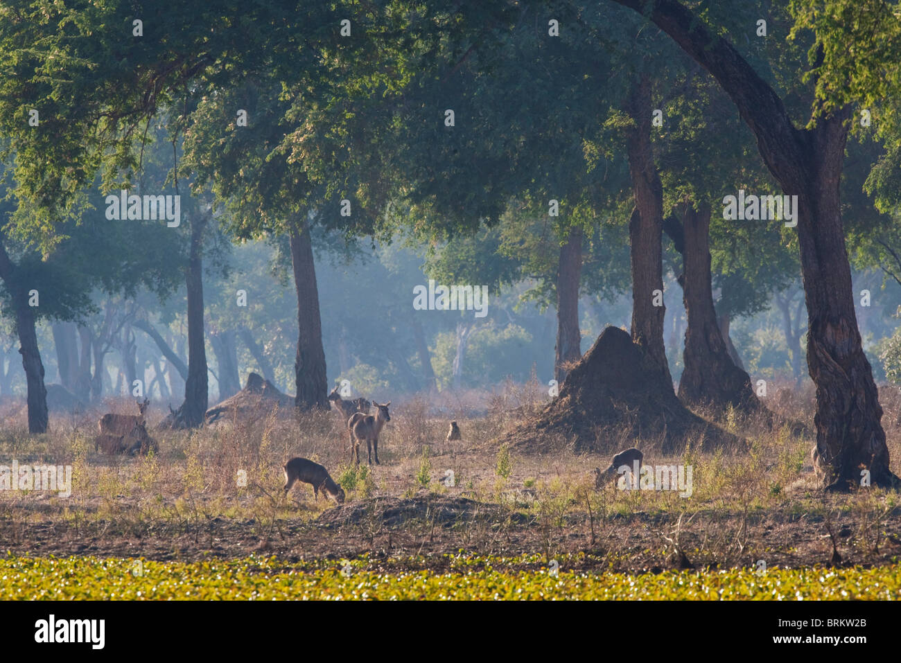 Waterbuck and baboons feeding in a large open woodland at Mana pools Stock Photo