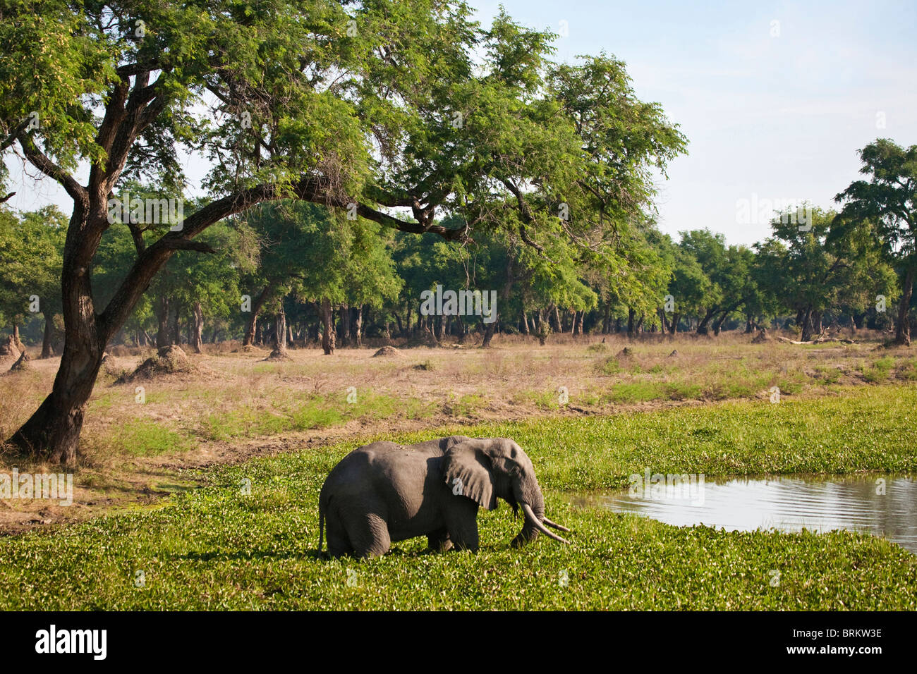 Scenic view of an elephant feeding on hyacinth while standing in an oxbow lake Stock Photo