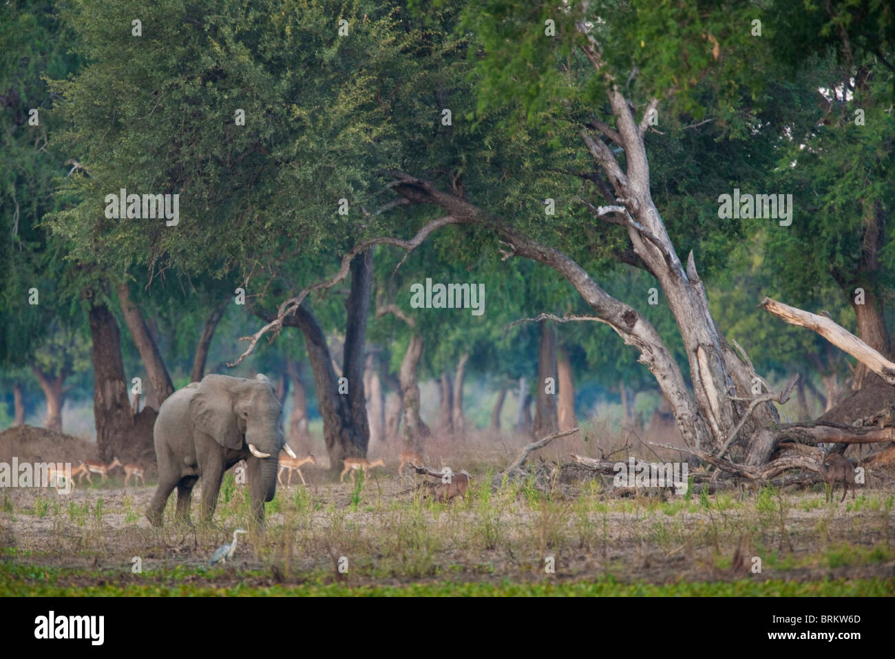 Scenic view of a lone elephant bull and impalas viewed against the backdrop of mana pools Feidherbia albida woodland Stock Photo