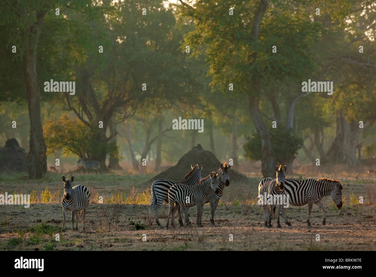 Burchell's zebra herd in a Feidherbia woodland in the early morning light Stock Photo