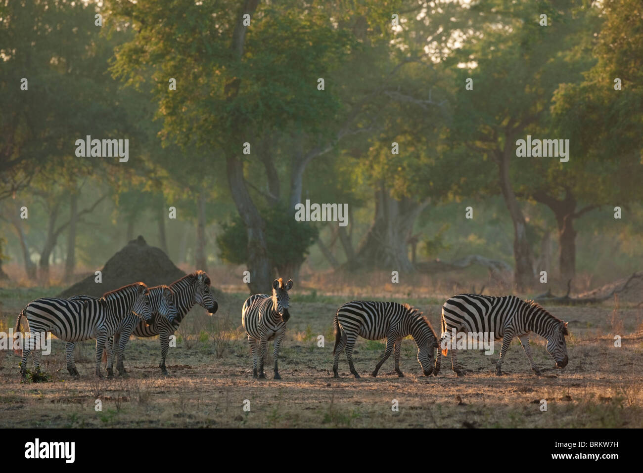 Burchell's zebra herd in a Feidherbia woodland in the early morning light Stock Photo