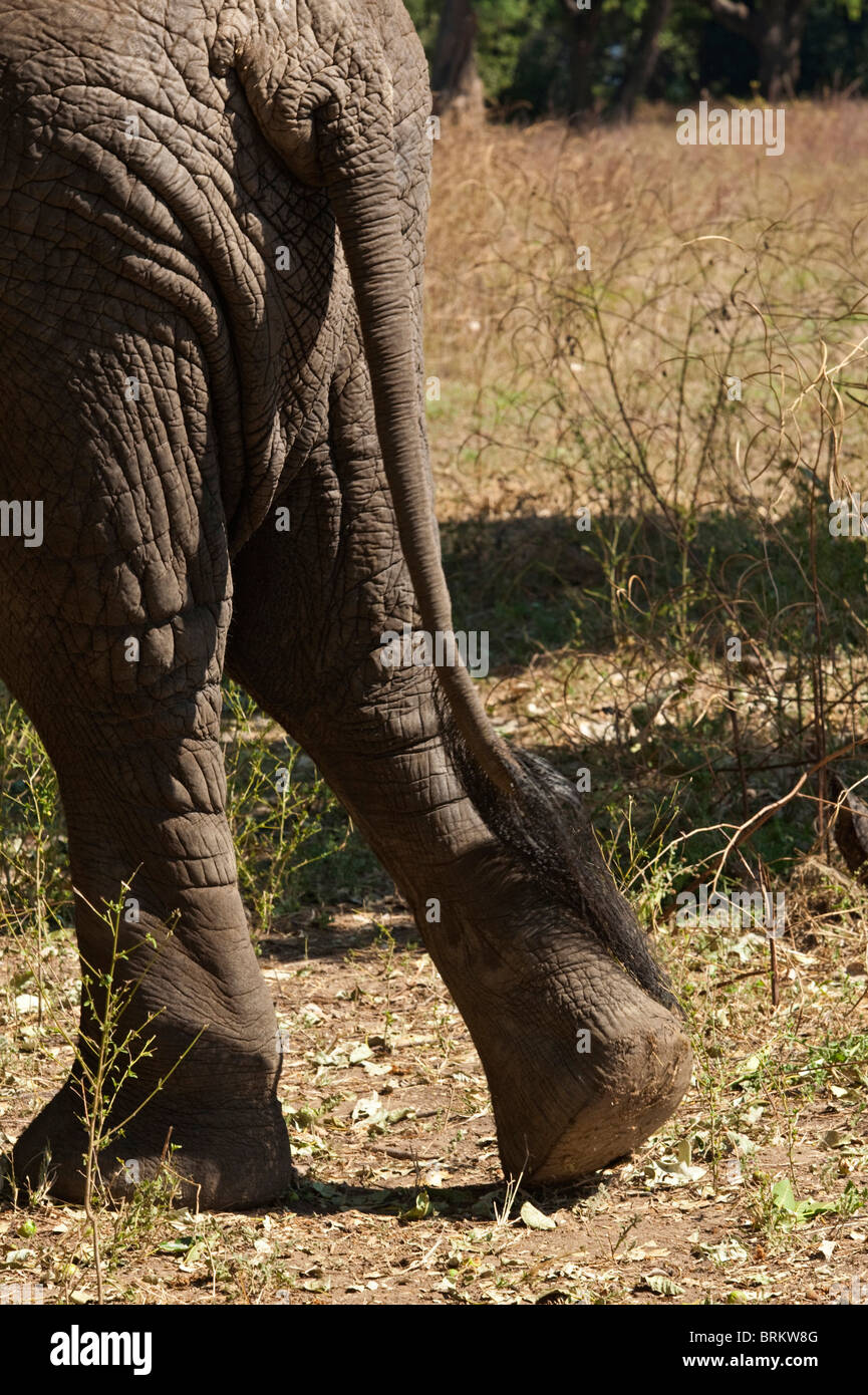 Close up of elephant rear legs and tail as it walks away Stock Photo