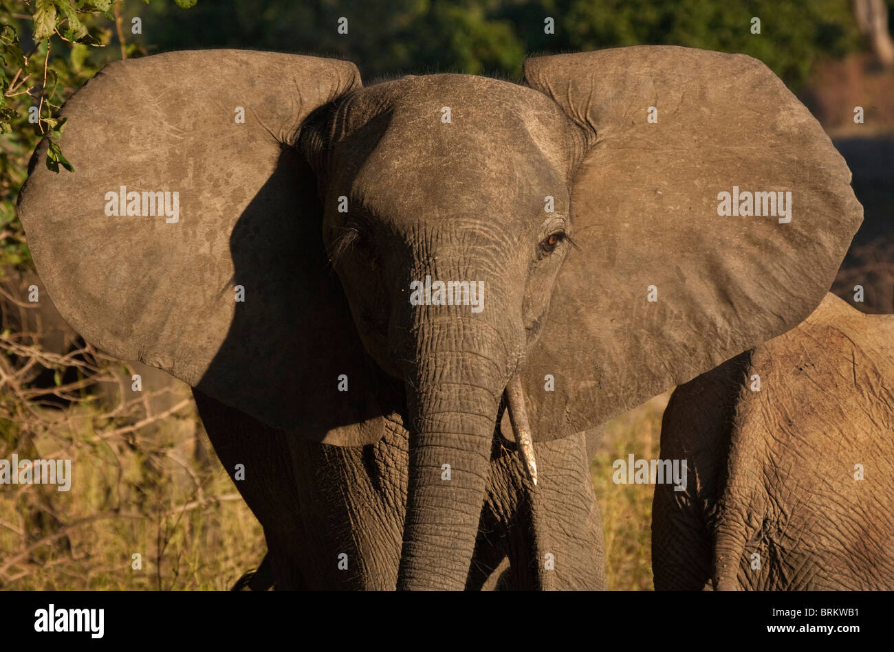 Frontal portrait of an elephant cow with a single pointed tusk and ears out Stock Photo