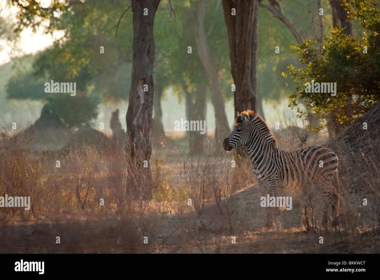 Burchell's zebra in the early morning light at Mana Pools Stock Photo