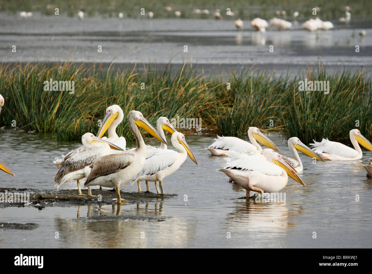 Great white pelicans wading on the shores of Lake Nakuru Stock Photo