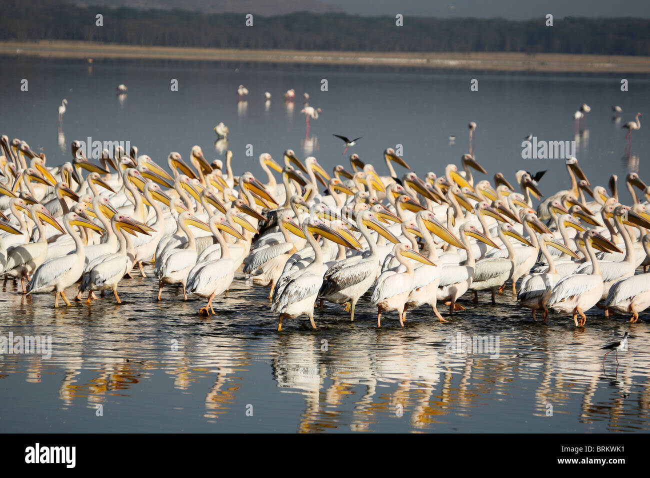 Great white pelicans in Lake Nakuru Stock Photo