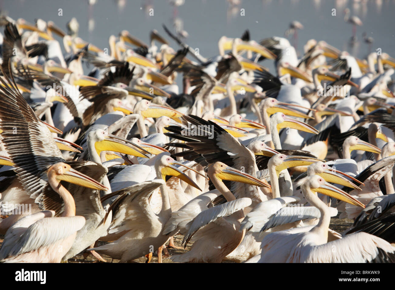 Great white pelicans Stock Photo