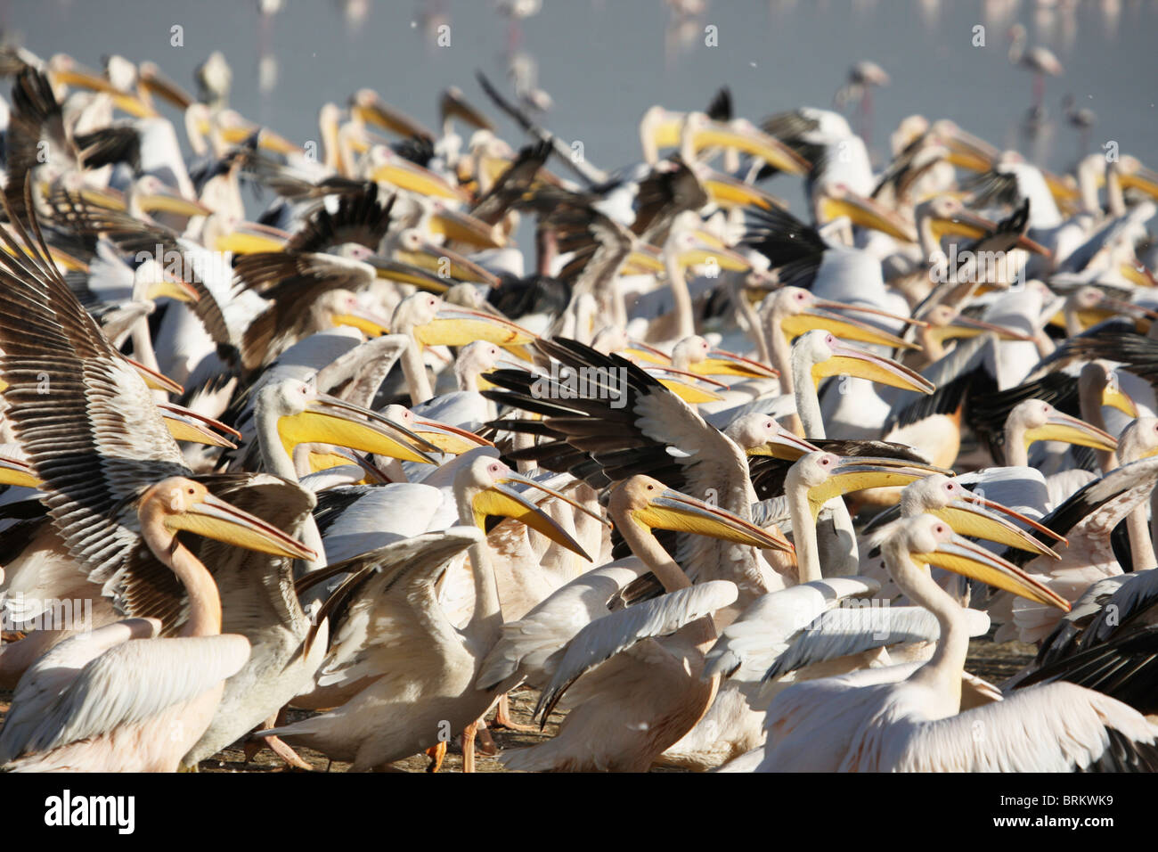 Great white pelicans Stock Photo - Alamy